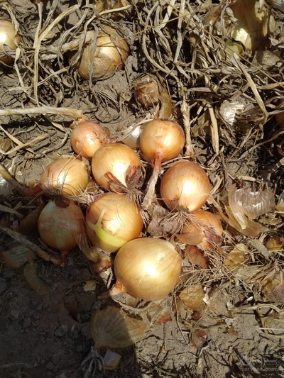 فروش پیاز زرد