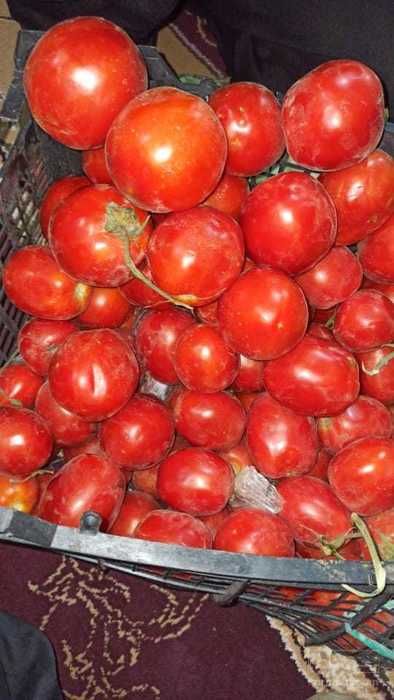 فروش گوجه فرنگی