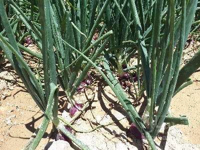 فروش پیاز قرمز هلندی.سایز متوسط،