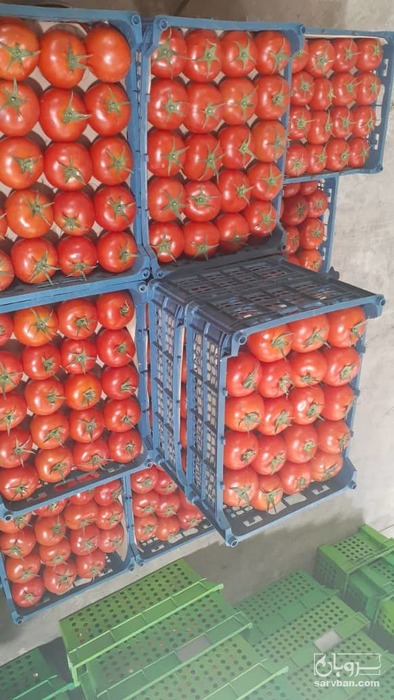 فروش گوجه فرنگی گلخانه ای دافنیس صادراتی