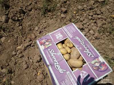 فروش سیب زمینی کارتنی دزفول