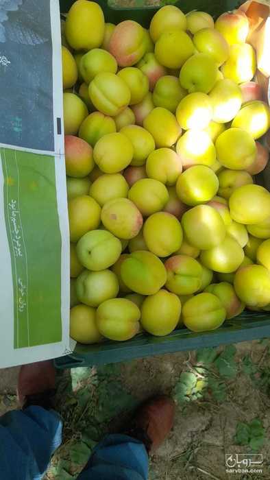 فروش زردآلو