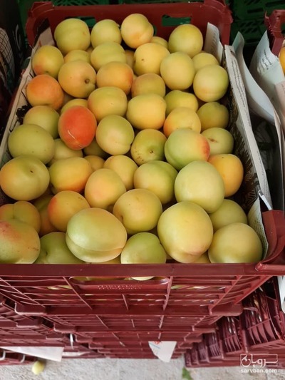 فروش زردآلو