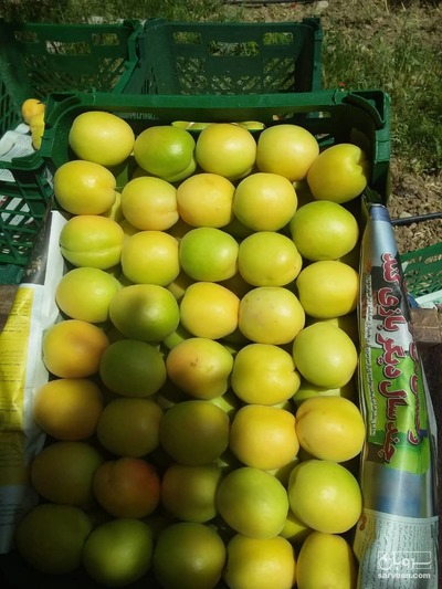 فروش زردآلو