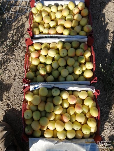 فروش زردآلو
