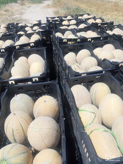 فروش طالبی جانا