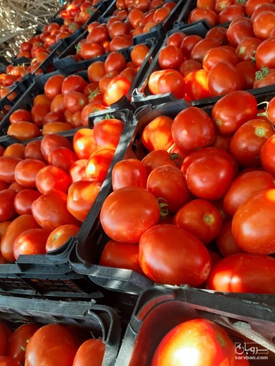 فروش گوجه فرنگی