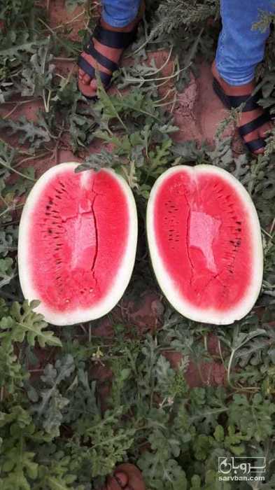 فروش هندوانه