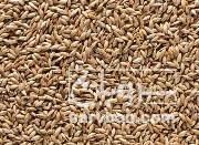 فروش تخم کتان