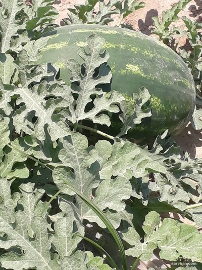 فروش هندوانه