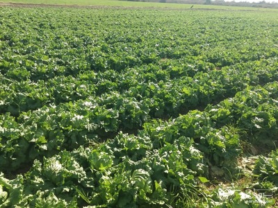 فروش کاهو ساده