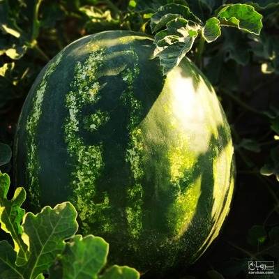 فروش هندوانه گرد