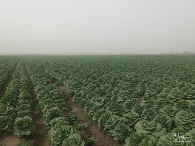 فروش کاهو ساده