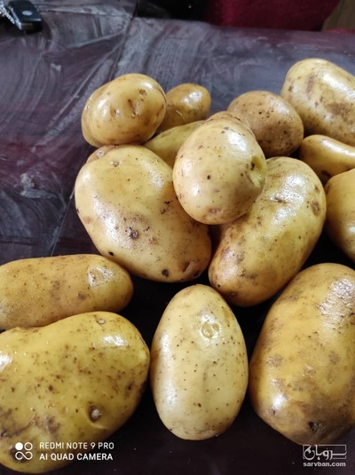 فروش سیب زمینی