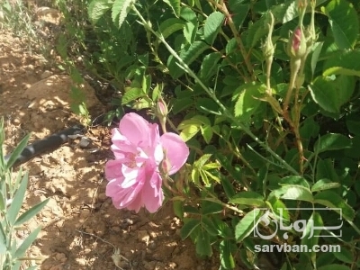 فروش گل محمدی