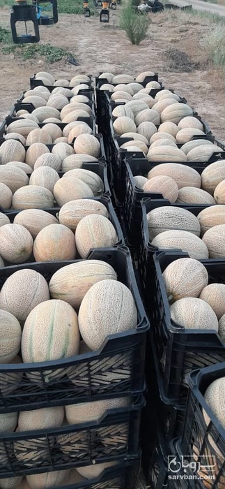 فروش طالبی جانا