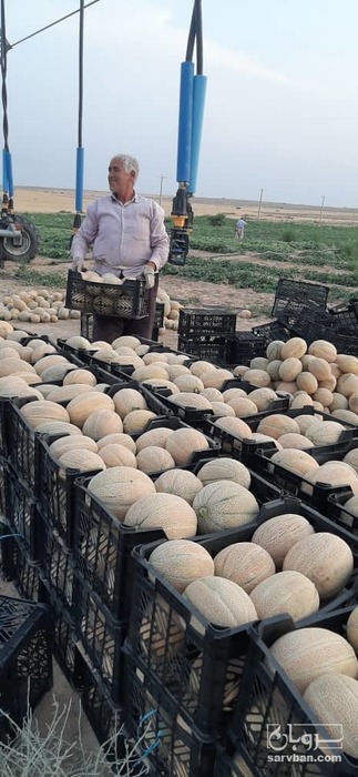 فروش طالبی جانا 3