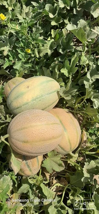 فروش طالبی جانا