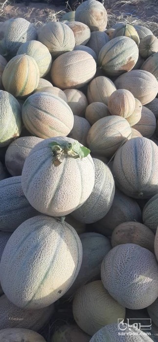 فروش طالبی جانا