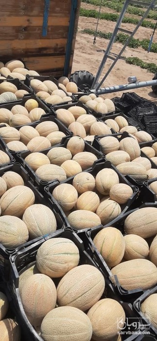 فروش طالبی جانا 2