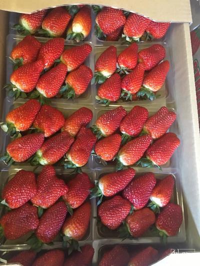 فروش توت فرنگی کیفیت فوق سوپر