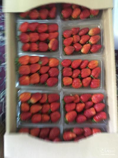 فروش توت فرنگی کیفیت ممتاز