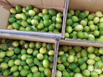 فروش لیموترش