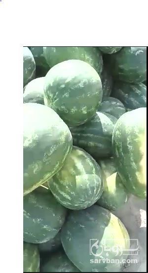 فروش هندوانه