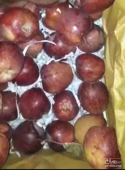فروش سیب سفید ممتاز