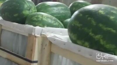 فروش هندوانهb32