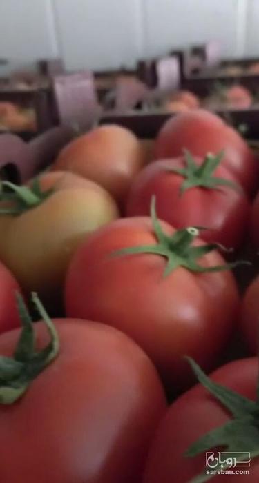 فروش گوجه فرنگی گلخانه ایی دافنیس