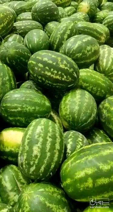 فروش هندوانه بیضی