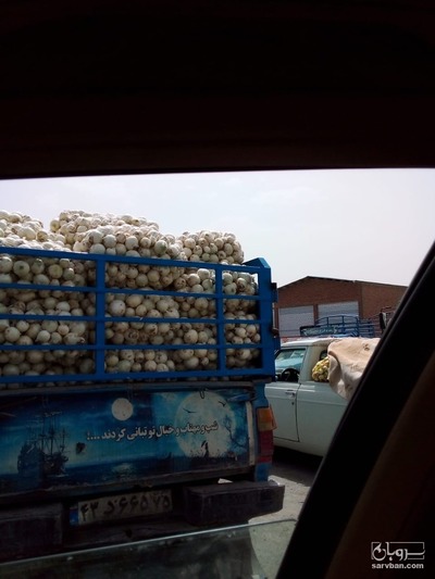 فروش پیاز
