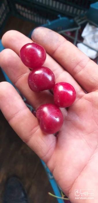 فروش آلبالو بدون برگ و دم