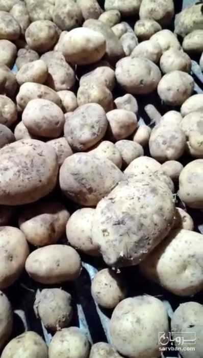 فروش سیب زمینی