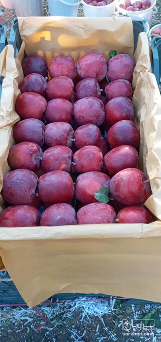 فروش سیب قرمز ممتاز