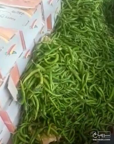 فروش فلفل سبز شمشیری