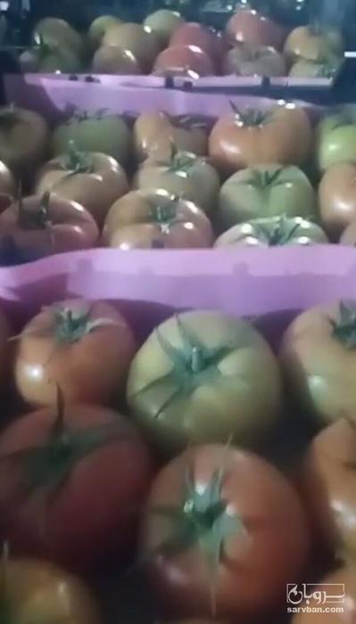 فروش گوجه فرنگی دافنیس