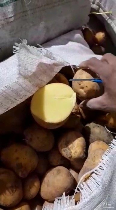 فروش سیب زمینی آگریا