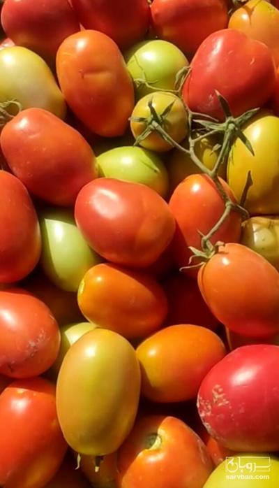 فروش گوجه فرنگی متین