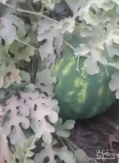 فروش هندوانه