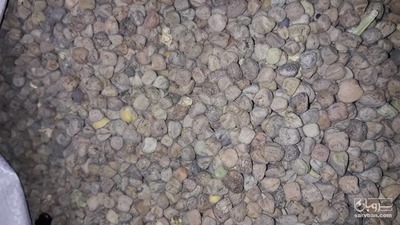 فروش بذر خلر محلی