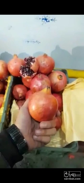 فروش انار