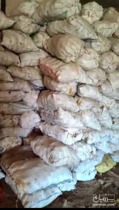 فروش سیب زمینی اگریا