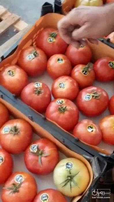 فروش گوجه فرنگی8320