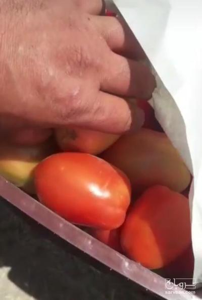 فروش گوجه فرنگی متین