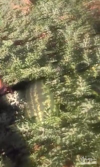 فروش هندوانه