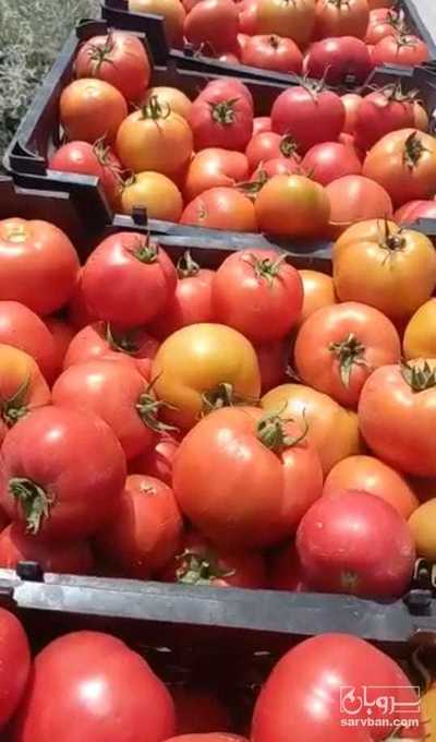 فروش گوجه فرنگی هوای ازاد
