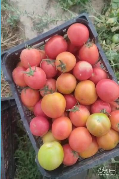 فروش گوجه فرنگی بروویو