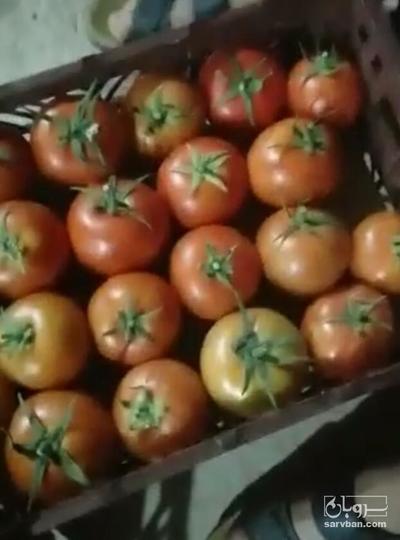 فروش گوجه فرنگی دافنیس